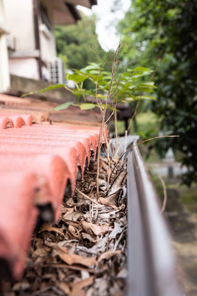 Close-up of clogged roof rain gutter full of dry leaf and plant growing in it, with selective focus clogged roof rain gutter